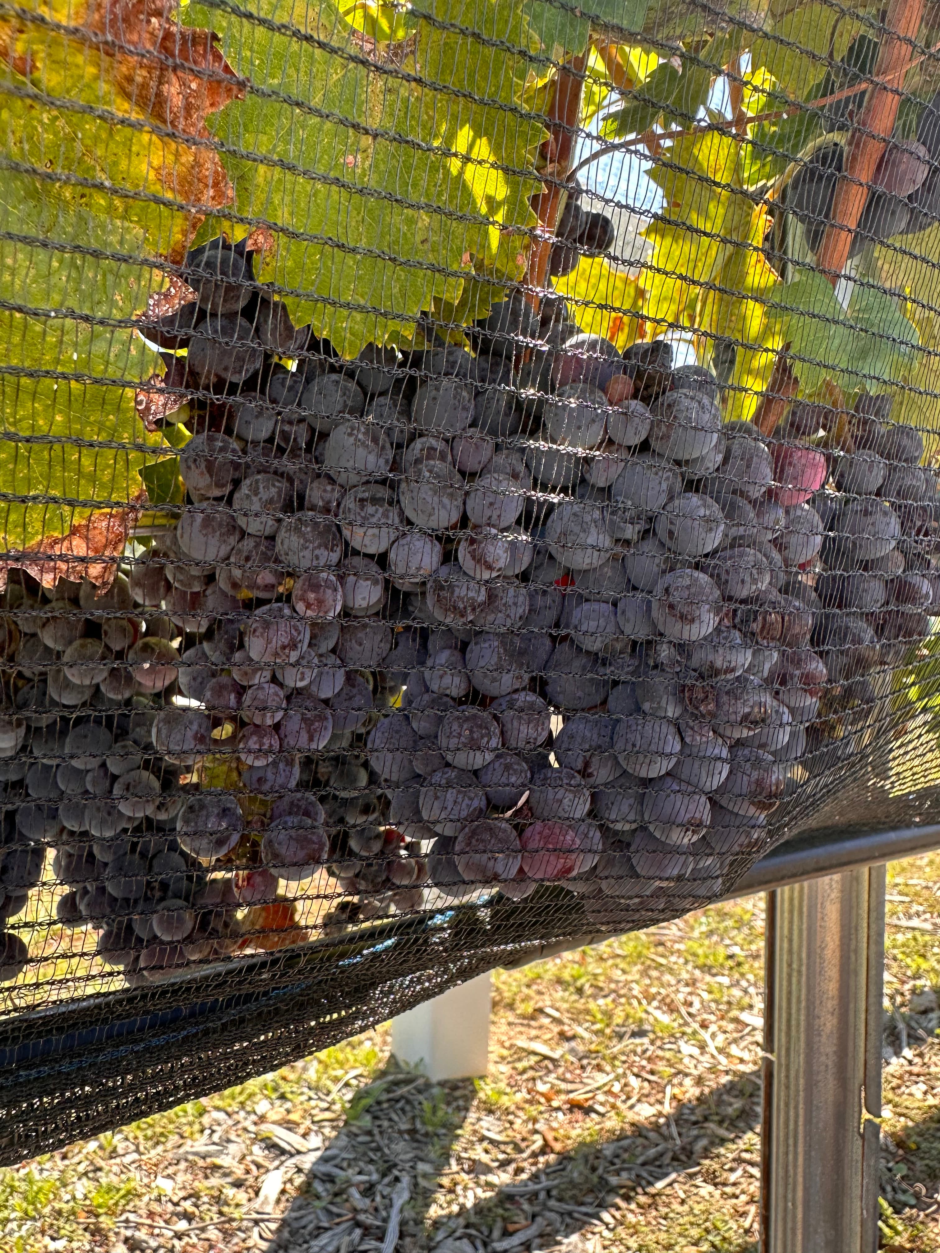 Estate-grown grapes ripening on the vine at Cresta Bella Vineyards, La Cresta California